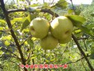 贵州六盘水特产 牛场梨