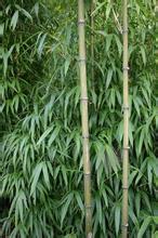 野产异竹