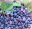 内蒙古特产 呼伦贝尔蓝莓