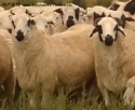 内蒙古特产 乌珠穆沁羊