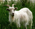 内蒙古阿拉善盟特产 阿拉善白绒山羊