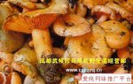 红河金平特产 松菌