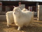 山西忻州特产 青背山羊