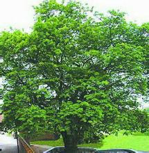 国内独一无二的奇树—缅茄树