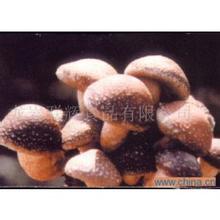 龙岩香菇