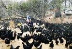 广西河池特产 三乌鸡