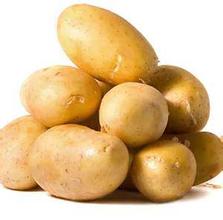 “绿浪”马铃薯