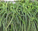 黑龙江特产 红星蕨菜