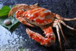 广东湛江特产 大红蟹