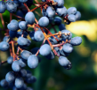 黑龙江特产 中国北极蓝莓
