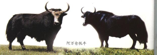 玛曲牦牛
