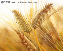 江苏泰州特产 兴化红皮小麦