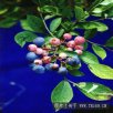 贵州黔东南特产 蓝浆果