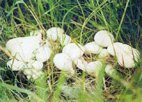 内蒙古呼伦贝尔特产 草原白蘑