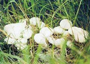 草原白蘑