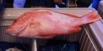 海南儋州特产 海南红鱼