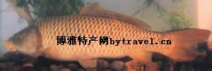 东明黄河鲤鱼