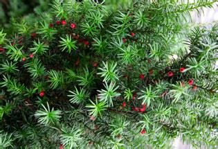 岑溪珍稀植物红豆杉