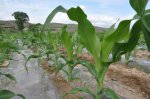 内蒙古乌兰察布特产 覆膜玉米