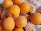 辽宁葫芦岛特产 黄土坎大杏
