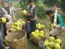 四川泸州特产 泸州九狮柚