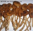 抚州黎川特产 黎川茶树菇