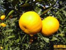 浙江台州特产 玉橙