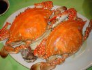 广西钦州特产 钦州青蟹