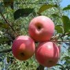 山东威海特产 乳山苹果