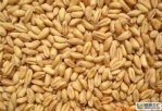 陕西渭南特产 优质小麦