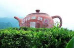 广东梅州特产 西岩茶