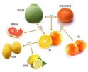 广东江门特产 柑、桔、橙