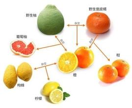 柑、桔、橙