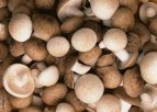 临汾汾西特产 勍香镇蘑菇