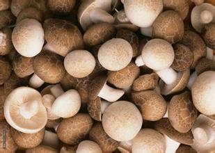 勍香镇蘑菇