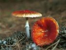 内蒙古特产 山野蘑菇