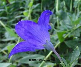 紫草黄芩