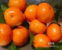 广东潮州特产 四罗蕉柑