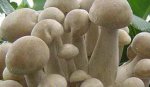 内蒙古呼伦贝尔特产 满洲里白蘑