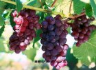 大理宾川特产 鲜食葡萄