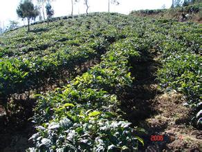 勐巴娜西生态茶叶