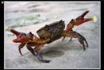 湖北鄂州特产 螃蟹