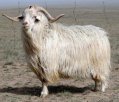 呼和浩特武川特产 阿尔巴斯型绒山羊