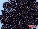 内蒙古包头特产 内蒙古黑瓜籽