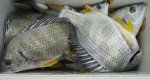 温州乐清特产 黄鲷鱼