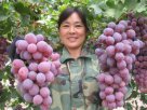 新疆石河子特产 石河子鲜食葡萄