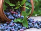 安徽合肥特产 大圩蓝莓