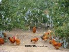 广西钦州特产 钦北果园鸡